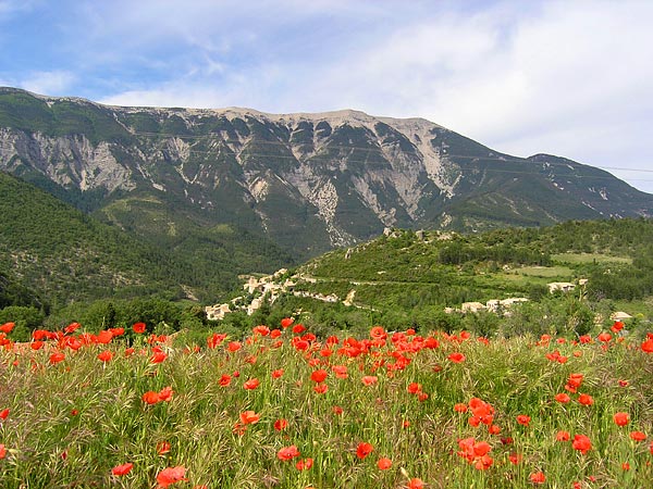 Mont-Ventoux coquelicots